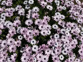 Instalação de canteiro de flores